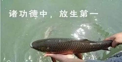 娱乐吃瓜酱放生鱼,一场爱心与自然的和谐交响